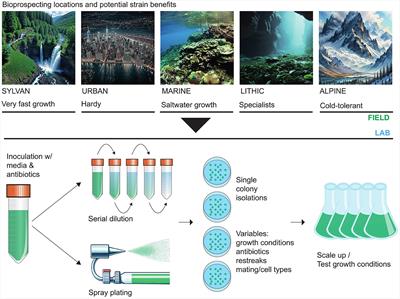 Enhancing algal production strategies: strain selection, AI-informed cultivation, and mutagenesis
